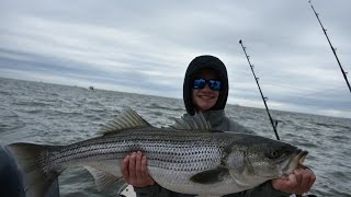 Trophy Rockfish SeasonMaryland 2017 [upl. by Trudnak365]