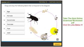 Life cycle of a stag beetle quiz and worksheet download [upl. by Liamaj]