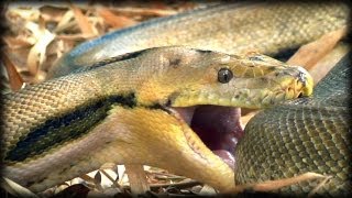 Python eats Pig 01  Dangerous Animals [upl. by Khai]