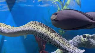 Jenkinson’s Aquarium full walkthrough Point pleasant NJ Fish Sharks Seals Penguins and more [upl. by Ydeh939]