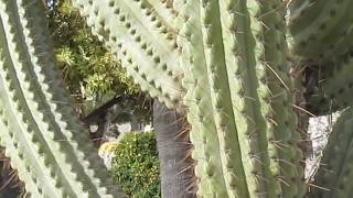 Succulents Echinopsis Trichocereus Terscheckii [upl. by Nehte]