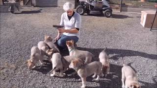 Chiots chiens loups tchécoslovaques âgés de 47 jours Portée Heaven amp Ioric 18 02 2017 [upl. by Suhploda]