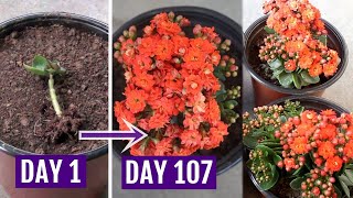 See How to Grow amp Care for Kalanchoe Plant Perfectly [upl. by Claudianus]