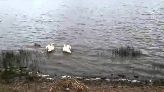 quotSwan Dancequot at Inch Island County Donegal [upl. by Zebedee695]