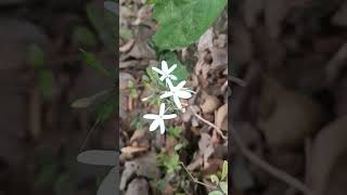 Flowers of Pseuderanthemum malabaricum [upl. by Enomaj]