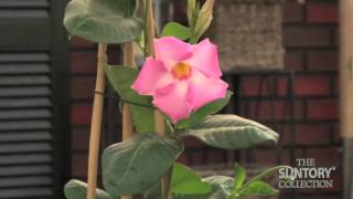 Caring for Sun Parasol Mandevilla Indoors in the Winter [upl. by Evelinn145]