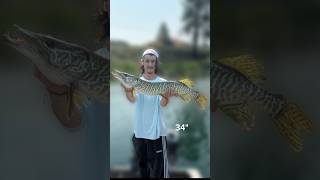 The Fish Of 10000 Casts Catching a Tiger Muskie TigerMuskie trophyfish muskyfishing shorts [upl. by Lyj]