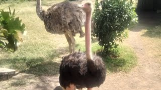 Ostrich dancingwhy do ostrich Dance Get to find out [upl. by Faubion]