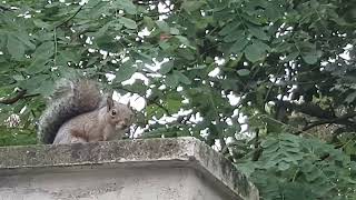 Science naturae  Sciurus carolinensis Gmelin 1788 North Italy Lombardia province of Milan [upl. by Forward]