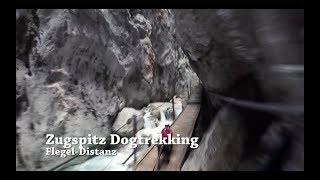 Zugspitz Dogtrekking 2018  FlegelDistanz [upl. by Henarat]