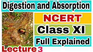 NCERT CH16 DIGESTION AND ABSORPTION HUMAN PHYSIOLOGY Biology LECTURE 3 FOR NEETAIIMS [upl. by Merce]