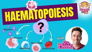 Hematopoiesis  Erythropoiesis [upl. by Llerud270]