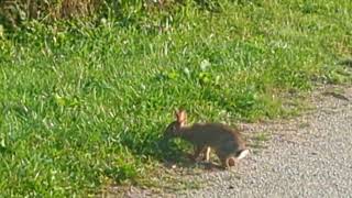 Beautiful Nature 😍 1 Erindale Park July 13 [upl. by Eldrida557]