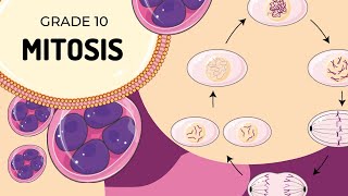 Mitosis [upl. by Herwick]