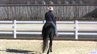 First Ride Outside on a Warmblood Stallion Part 1 [upl. by Elak]