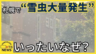 “雪虫が大量に発生”「フロントガラスも白くなる」いったいなぜ？夏の猛暑が影響との見方も 札幌 [upl. by Ecertal]