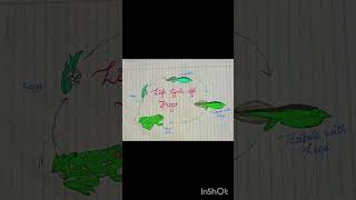 Life cycle of frog 🐸subscribe drawing ArtWritingClass8thstudymotivation schoolclass Punjabi [upl. by Kermit710]