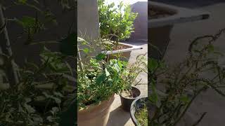 How to grow and take care of chia seeds DIY kitchen gardening ideas chiaseeds growth organic [upl. by Assilym]