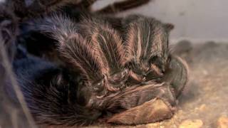 TARANTULA MOLTING  AMAZING [upl. by Sharpe]