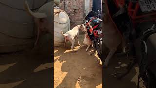 Dogo argentino vs street dog 😱👺 pets alphathedogo dogoargentino youtubeshorts viral youtube [upl. by Roon905]