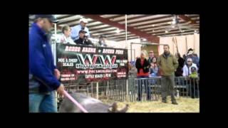 WD Swine Farms 380000 Crossbred Boar 13 Fall Classic [upl. by Brendin]