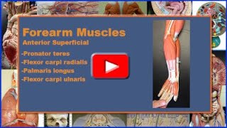 Superficial Forearm Muscles Origin Insertion Action Innervation and Blood Supply [upl. by Norrv175]