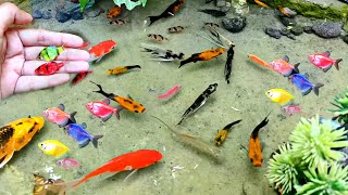 Cute Animals ornamental fish koi fish Koki fish catfish betta fish Aligator Animals Videos [upl. by Einiar412]