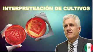 Microbiologia Cómo interpretar un cultivo Dr Alejandro Macías [upl. by Aikcir]