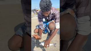 Wow 🤩 Absolutely Crazy Crazy 😜 Fishing 🎣  Fish caught in pamban bus bridge shorts [upl. by Yalcrab]