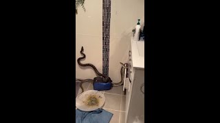 Two male pythons fell from ceiling while fighting for female [upl. by Roon]