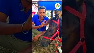 குட்டி குதிரை விற்பனைக்கு  horse videos  Kathiawari  Marwari  shortsfeed shorts horse [upl. by Adnolor]