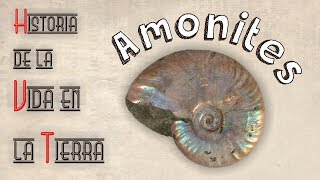 HVT Amonites mini documental [upl. by Eart]