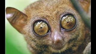 Tarsiers  Cute Little Primates from South Asia [upl. by Pantheas]