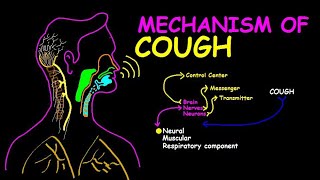 The Physiology of Coughing From Irritation to Reflex [upl. by Lubin]