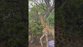 Giraffes move so elegantly wildlife safari giraffe [upl. by Malan]