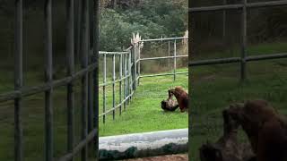 Um pouco do nosso passeio no zoológico de santo Inácio portugal porto nortedeportugal zoológico [upl. by Macey]