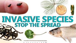 Invasive Species Stop the Spread [upl. by Ximena]