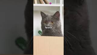 One Legged Cat Wins Olympic Gold cat funnyanimals ai funnypets funnycats funny petvideos [upl. by Genovera272]