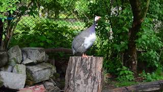 Female guinea fowl sound [upl. by Dario]