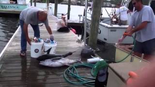 Corolla Bait and TackleOuter Banks Charter Fishing Adventures 2524539500 [upl. by Esemaj]