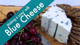 Blue Cheese  How to Make a Creamy Soft Blue Cheese at Home Using Cows Milk [upl. by Eidurt]