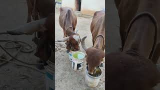 Halli haadu tandanahallikarcows village villagelife [upl. by Avir97]