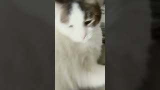 Thicker than a snicker cat funny memes cute kitten [upl. by Cave265]