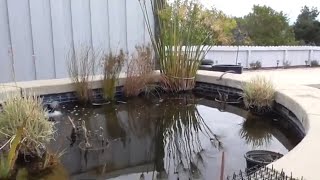 Swimming Pool to Natural Pond Conversion  Episode 8 [upl. by Ginsburg367]