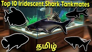 Top 10 Iridescent Shark Tankmates  Tamil [upl. by Uthrop80]