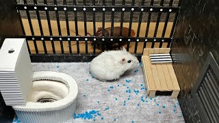 🐹Hamster escapes the awesome maze for Pets in real life 🐹 in Hamster stories Part 14 [upl. by Tandie]