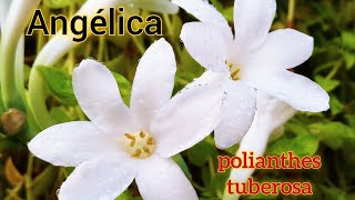 Cultivo fácil para Angélica Polianthes Tuberosa [upl. by Ajnin]