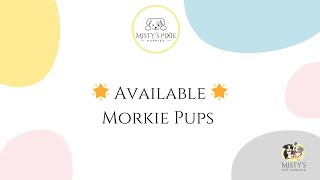 Morkie Puppies [upl. by Etnohc]