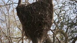 Nest Hamerkop [upl. by Sasha]