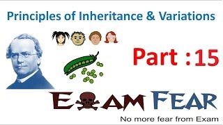 Biology Inheritance Principle part 15 Multiple Alleles class 12 XII [upl. by Nevil]